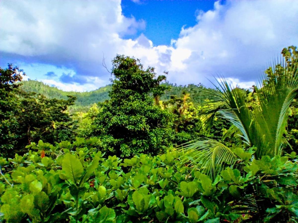 Roots Jungle Retreat Villa Marigot Exterior photo