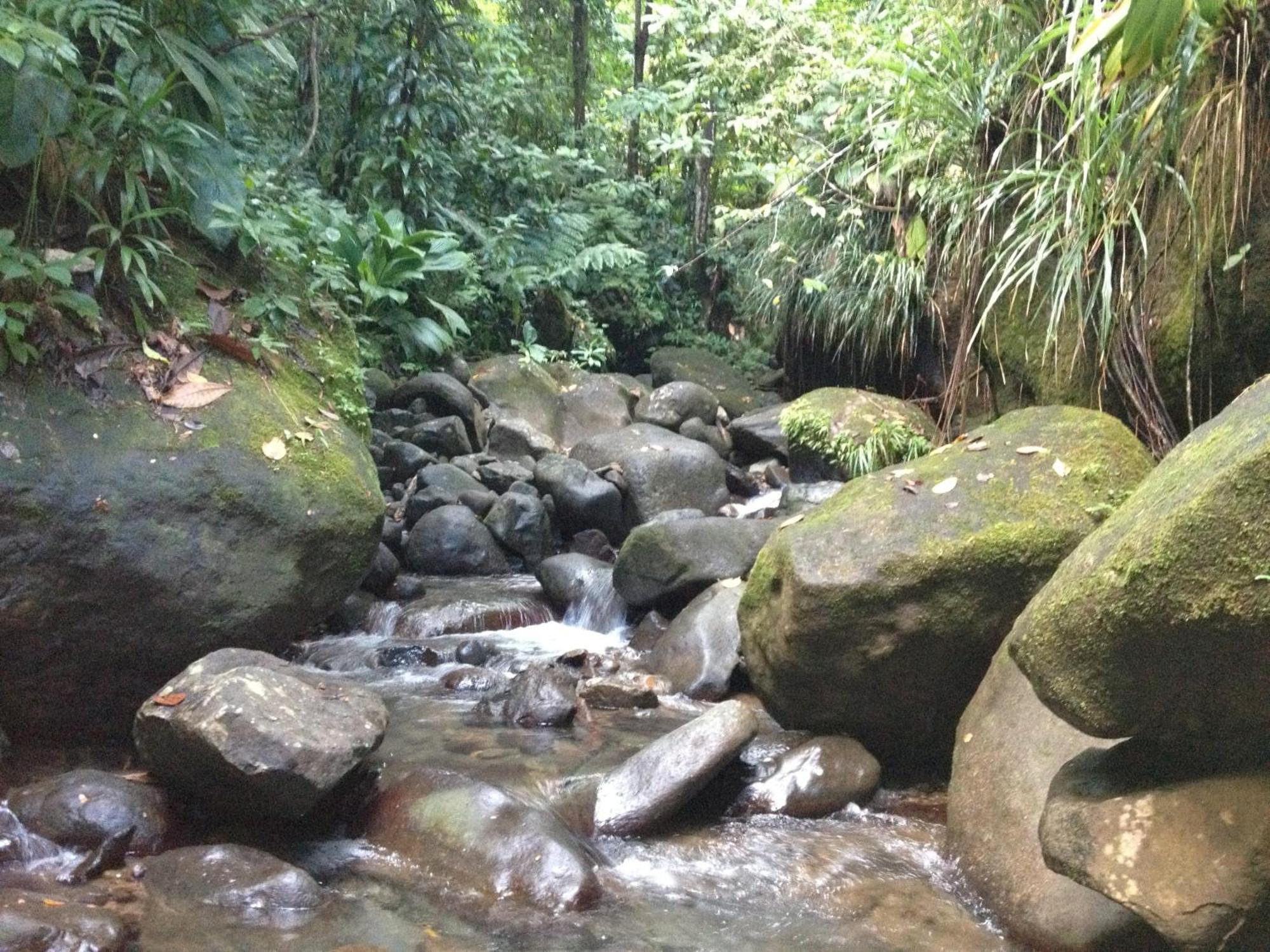 Roots Jungle Retreat Villa Marigot Exterior photo